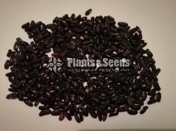  හවරි මෑ(Hawari Ma)