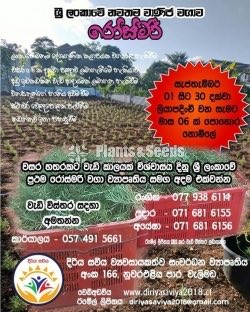 Rosemary Planters(රෝස්මෙරි)