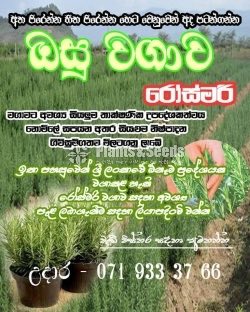 Rosemary Planters(රෝස්මෙරි)