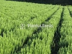 Rosemary Planters(රෝස්මෙරි)