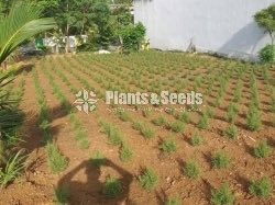 Rosemary Planters(රෝස්මෙරි)