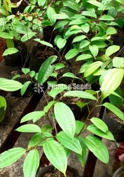 බහුමානියා(Bahumaniya)