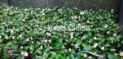Anthurium 350