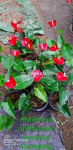 Anthurium 350
