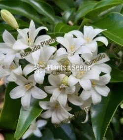 ඇක්ටේරියා(Akteria)