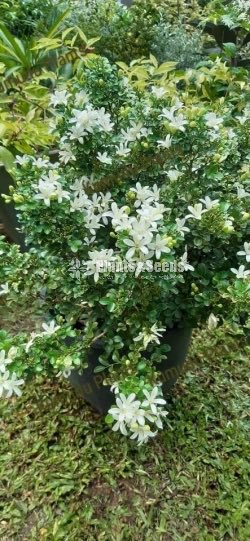 ඇක්ටේරියා(Akteria)