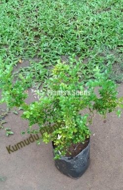ඇක්ටේරියා(Akteria)