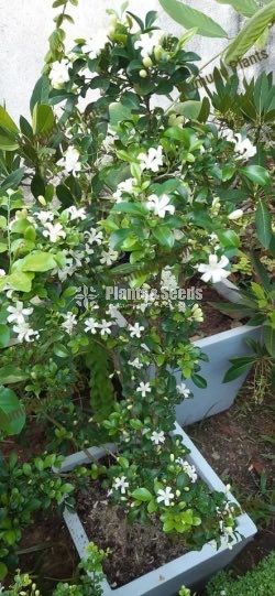 ඇක්ටේරියා(Akteria)