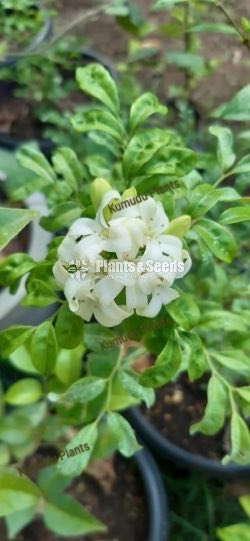 ඇක්ටේරියා(Akteria)
