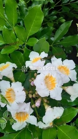 Flower Plant