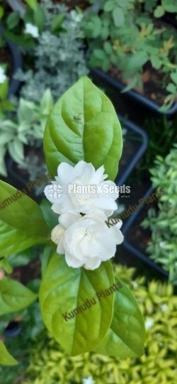Flower Plant