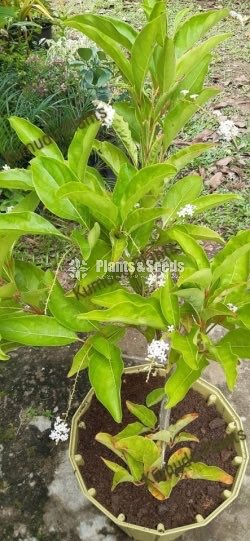 Raa Manamali (Fiddlewood)