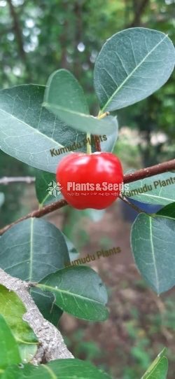 Barbados Cherry
