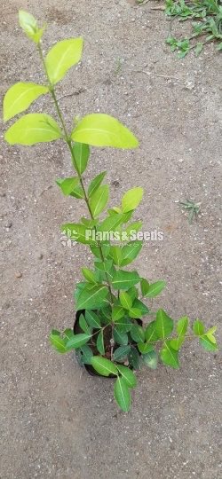 Barbados Cherry