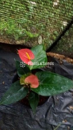 Anthurium 900