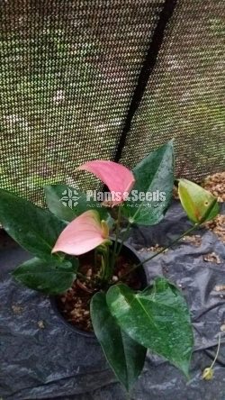 Anthurium 900