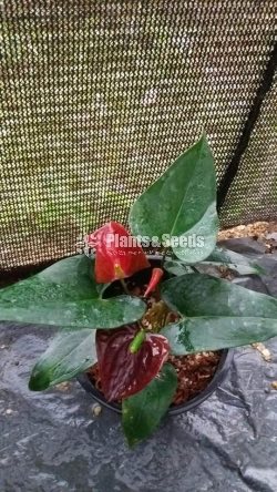 Anthurium 900
