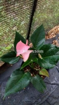 Anthurium 900