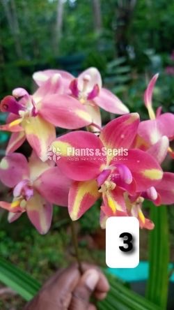 Orchids 