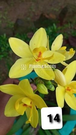 Orchids 
