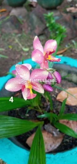 Orchids 