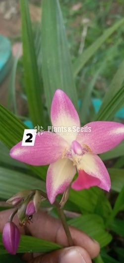 Orchids 