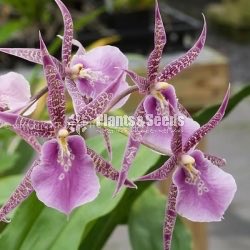 Oncidium Orchids 5 Plants for 2500