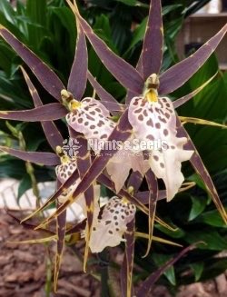 Oncidium Orchids 5 Plants for 2500
