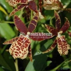 Oncidium Orchids 5 Plants for 2500