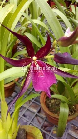 Oncidium Orchids 5 Plants for 2500