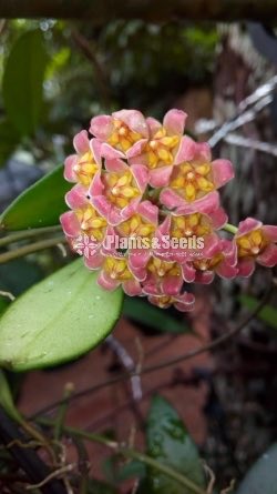 Hoya Plants