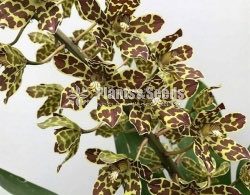  Gramatopillylum tiger big bush