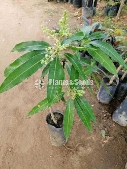 Fruit Plants
