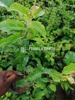 Fruit Plants