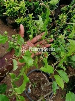 Fruit Plants