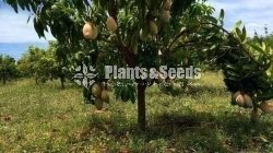 Fruit Plants
