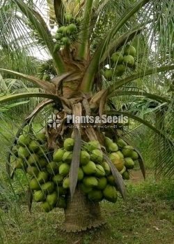 Pol Pala( පොල් පැල )