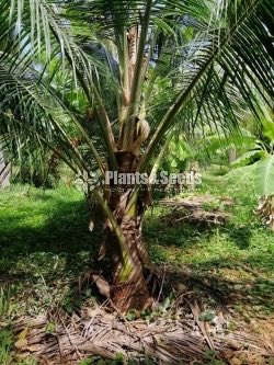 Pol Pala( පොල් පැල )