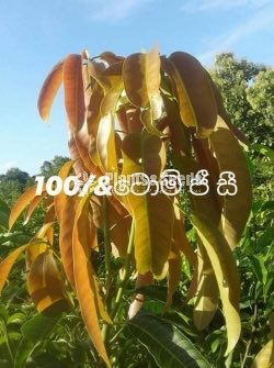 Tjc අධිශේනීයේ බද්ධ අඹ පැළ