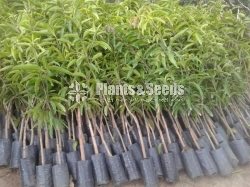 Tjc අධිශේනීයේ බද්ධ අඹ පැළ