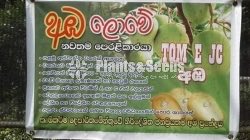 Tjc අධිශේනීයේ බද්ධ අඹ පැළ