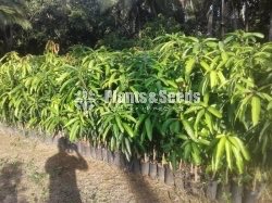 Tjc අධිශේනීයේ බද්ධ අඹ පැළ