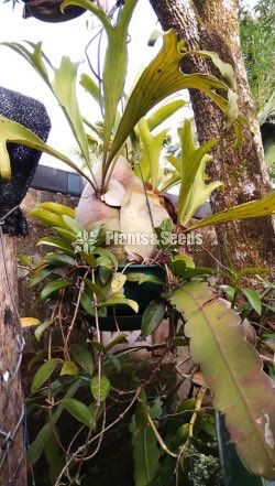 Staghorn plants