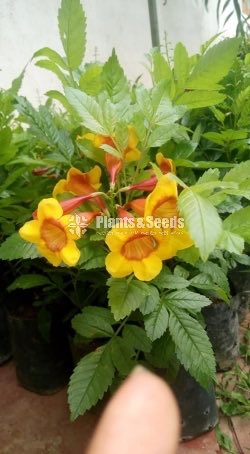 හයිබ්‍රිඩ් ටැකෝමා(Hybrid Tacoma)