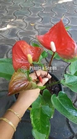 Anthurium package 1000