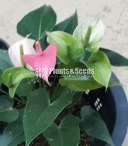 Anthurium package 1000