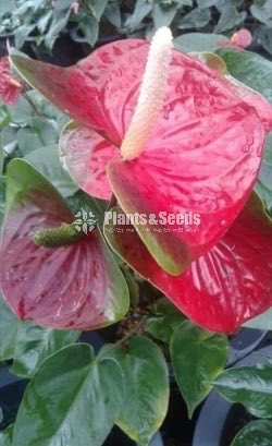 Anthurium package 1000