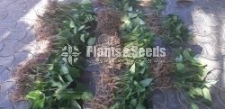 Anthurium package 1000