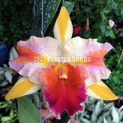 Catliya Orchids