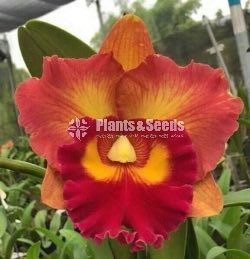 Catliya Orchids